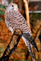 Ver Falco Tinunculus